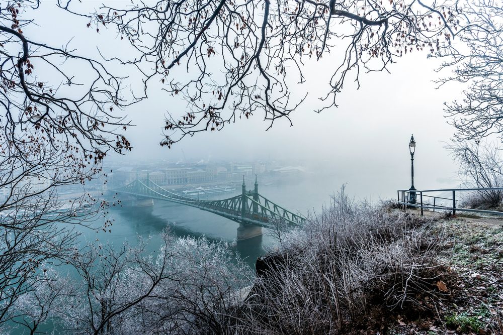 Die Freiheitsbrücke in Budapest im Winternebel, Raureif auf den Zweigen im Vordergrund, die Donau darunter